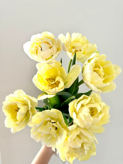 Shipped Tulips - Free Shipping!