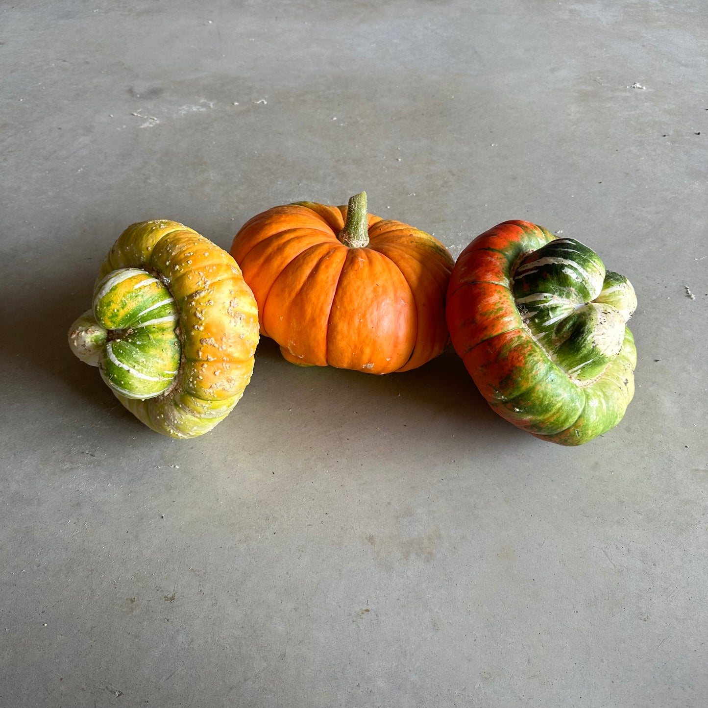 Turks Turban Pumpkin