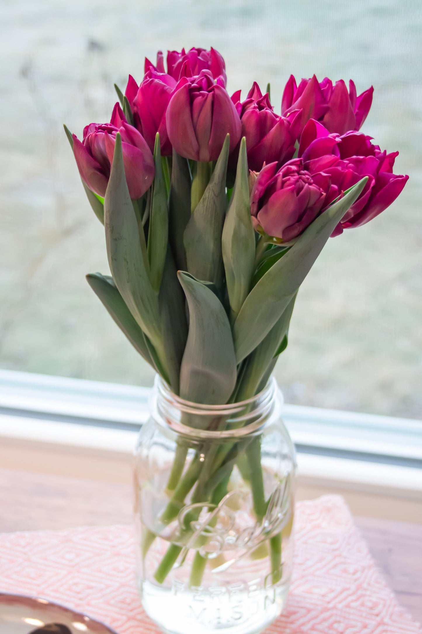 Fuchsia double bloom tulips