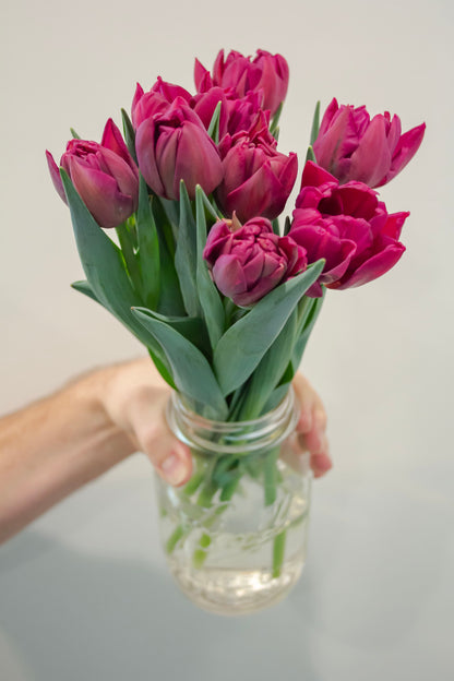 Sleeved Winter Tulip Bouquet - Home Delivery